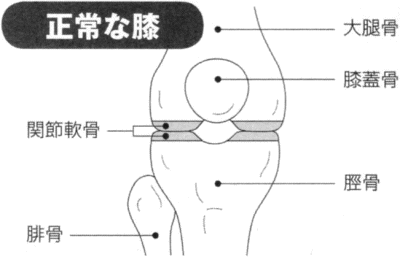 �i�C���X�g�j����ȕG